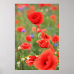 Poster Mohn 2012