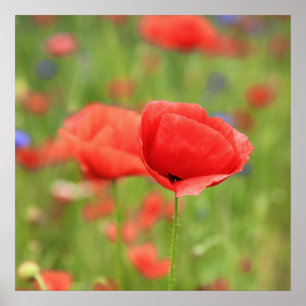 Poster Mohn 2012 2