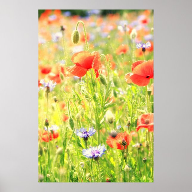 Poster Mohn Traum (Devant)