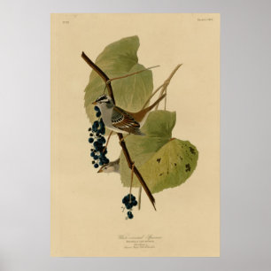 Poster Moineau couronné par blanc