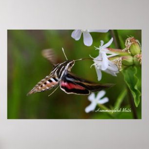 Poster Mois des colibris