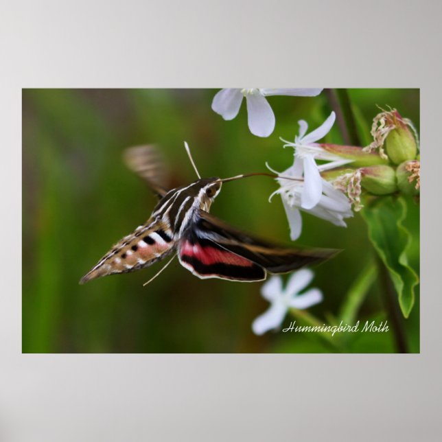 Poster Mois des colibris (Devant)