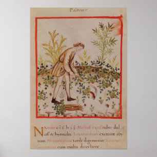 Poster Moisson des panais de 'Tacuinum Sanitatis