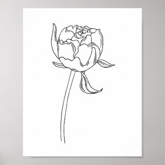Poster Moitié ouvert bourgeon de fleur de pivoine dessin 