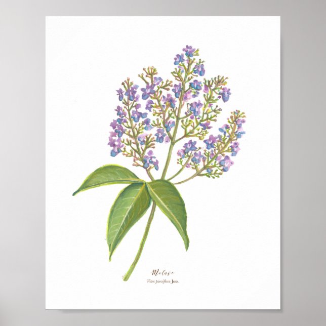 Poster Molave (Vitex parviflora) Flores forestières phili (Devant)