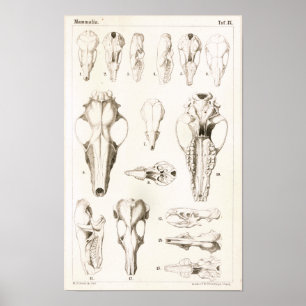 Poster Mole et crânes musqués Anatomie vétérinaire Imprim