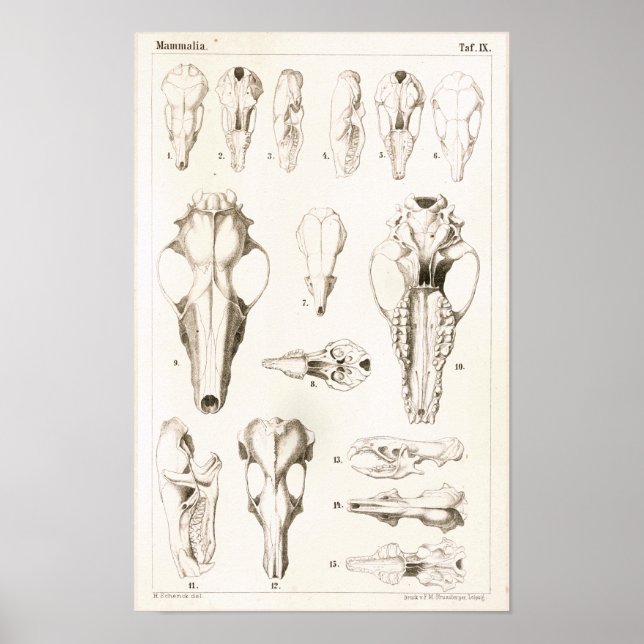 Poster Mole et crânes musqués Anatomie vétérinaire Imprim (Devant)