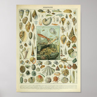Poster mollusque vintage crustacé poulpe océanique