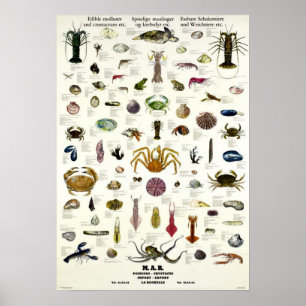 Poster Mollusques comestibles & Crustacés Vintage Repro.
