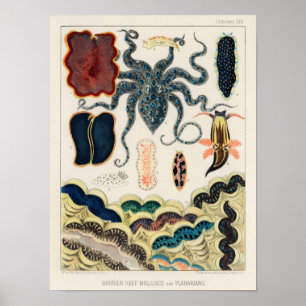 Poster Mollusques et planariens de la Grande Barrière vi