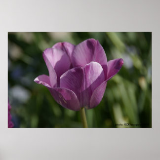 Poster Moment pourpre