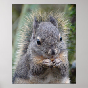 Poster Mon ami Fuzzy