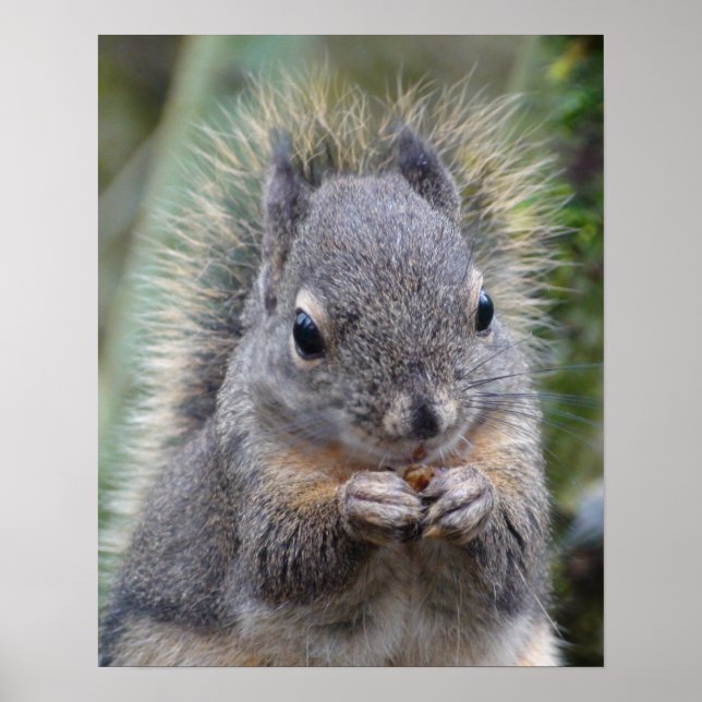Poster Mon ami Fuzzy (Devant)