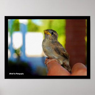 Poster Mon ami moineau
