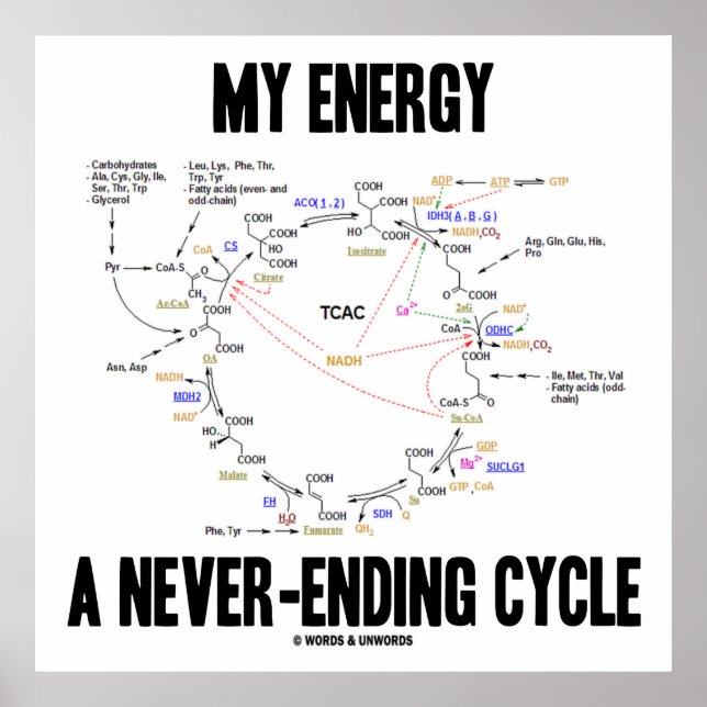 Poster Mon énergie Un cycle sans fin (cycle Krebs) (Devant)