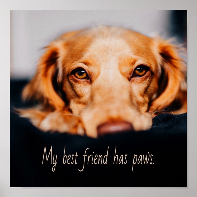 Poster Mon meilleur ami a des pattes de chien, Puppy Meme (Devant)