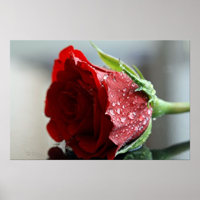 Poster Mon Rose d'anniversaire. (Devant)