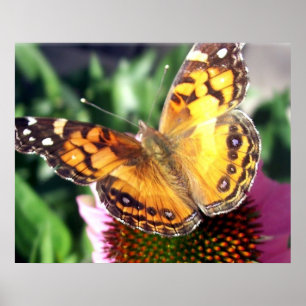 Poster Monarch Butterfly