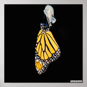 Poster - Monarch Butterfly (2022)