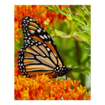 Monarch butterfly on butterfly bush