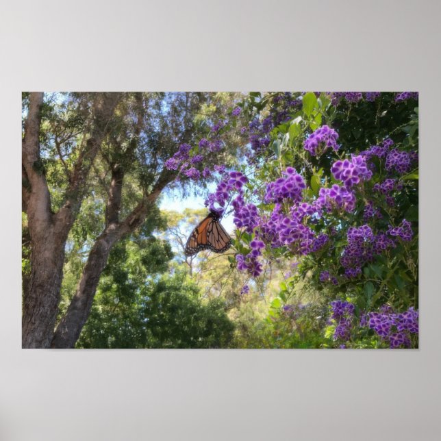 Poster Monarch Butterfly on Purple Flowers (Devant)