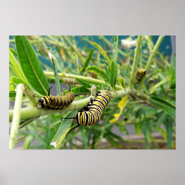 Poster Monarch Caterpillar (Devant)