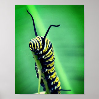 Poster Monarch Caterpillar Photographie Décor mur Imprime