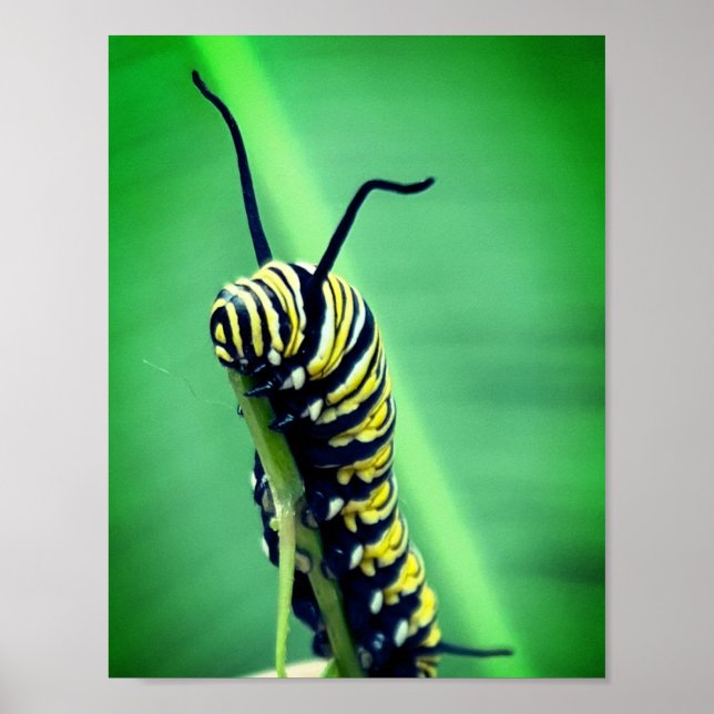 Poster Monarch Caterpillar Photographie Décor mur Imprime (Devant)