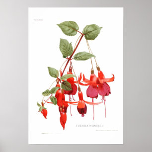 Poster 'Monarch fuchsia
