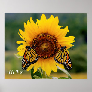 Poster Monarque Butterfies sur le tournesol