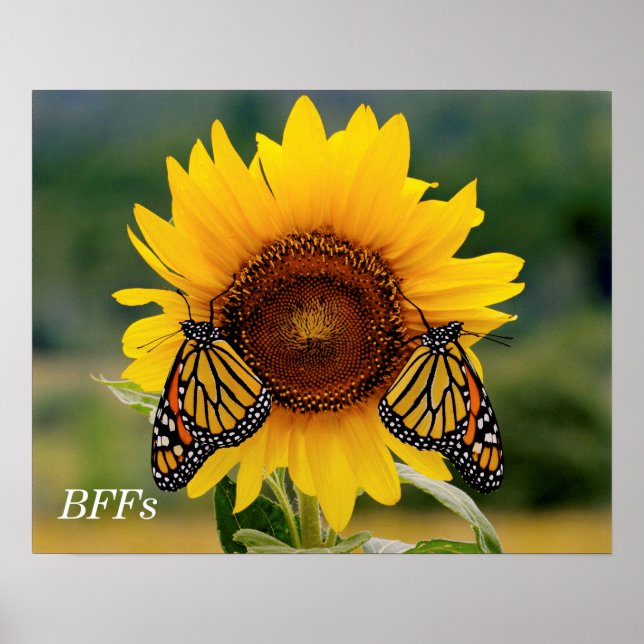 Poster Monarque Butterfies sur Tournesol (Devant)