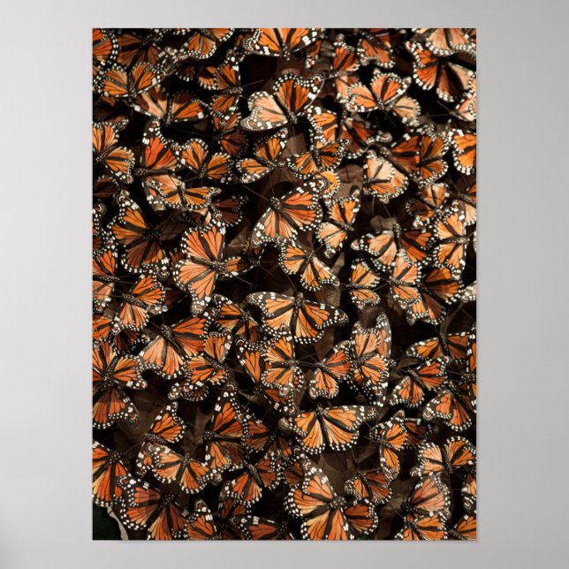 Poster Monarque Butterflies (Devant)