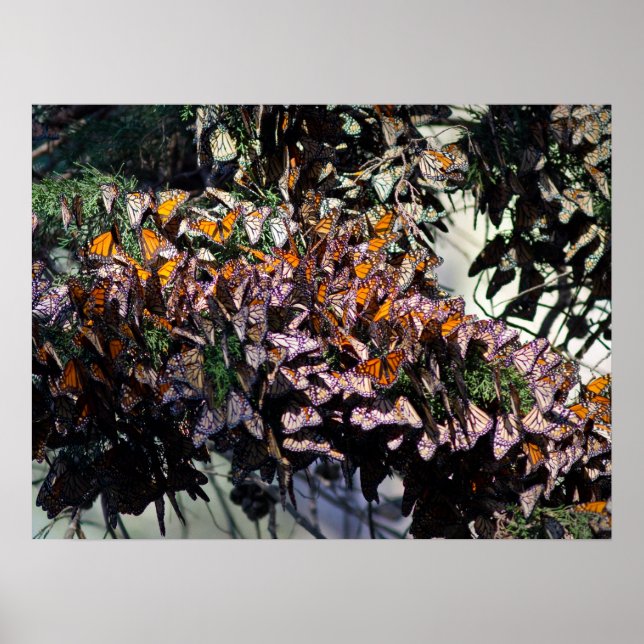 Poster Monarque Butterflies (Devant)