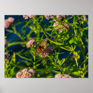Poster Monarque Et Milkweed