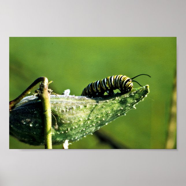 Poster Monarque papillon Caterpillar (Devant)