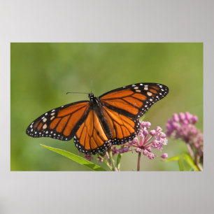 Poster Monarque papillon mâle sur le marécage Milkweed