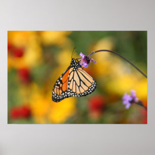 Poster Monarque papillon s'arrête pour le pollen