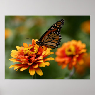 Poster Monarque sur l'affiche "Zowie" de Zinnia elegans
