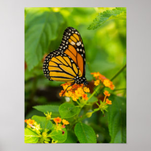 Poster Monarque Sur Lantana