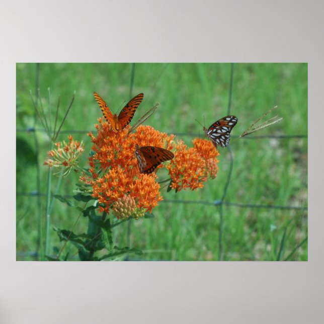 Poster Monarques sur la mauvaise herbe papillon (Devant)