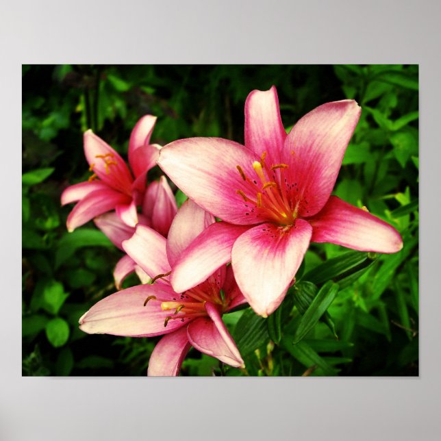Poster Moneymaker Lily (Devant)