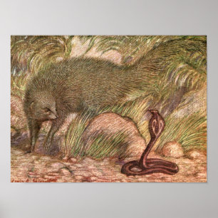 Poster Mongoose and Cobra par Sargent, Vintage Wild Anima