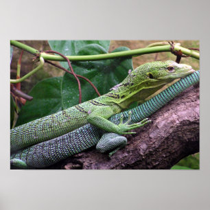 Poster Moniteur à arbre vert - Varanus prasinus