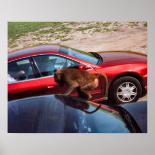 Poster Monkey Business