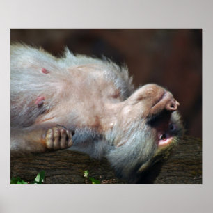 Poster Monkey juste chill