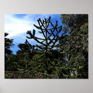Poster Monkey Puzzle Tree #1