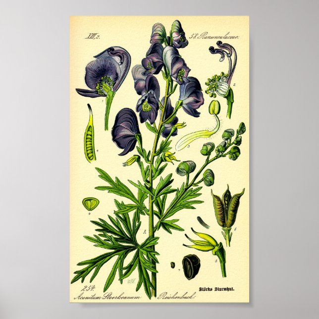 Poster Monkshood (Aconitum napellus) (Devant)