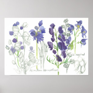 Poster Monkshood Poisonous Plants Botanical Study