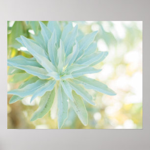 Poster Monnaie Vert Succulent Cactus Fleur Nature Art