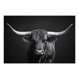 Poster Monochrome Longhorn Steer Cattle